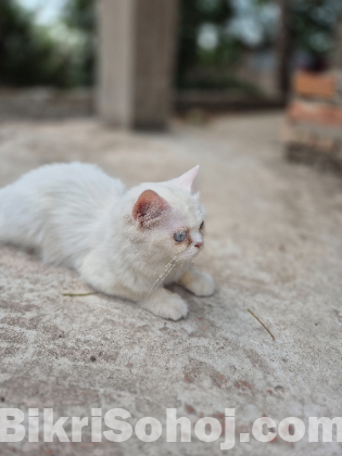 একটা সাদা পার্সিয়ান বিড়াল